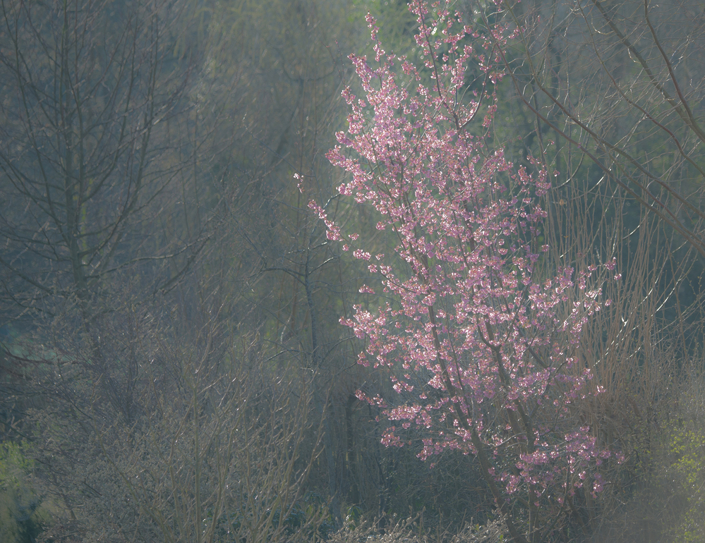 Spring Pink Cherry Blossom,  Landford